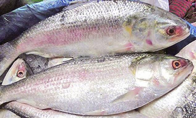 বাংলা নববর্ষ ১৪৩৩: বৈশাখ ঘিরে ইলিশ যেনো সোনার হরিণ