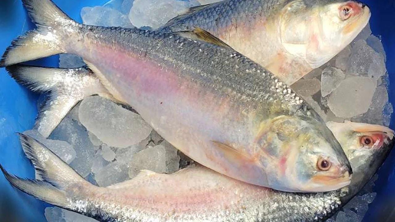 কোন সাইজের ইলিশের স্বাদ বেশি, চেনার উপায় কী?